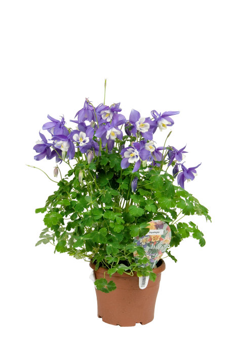 Akeleje i 17 cm potte